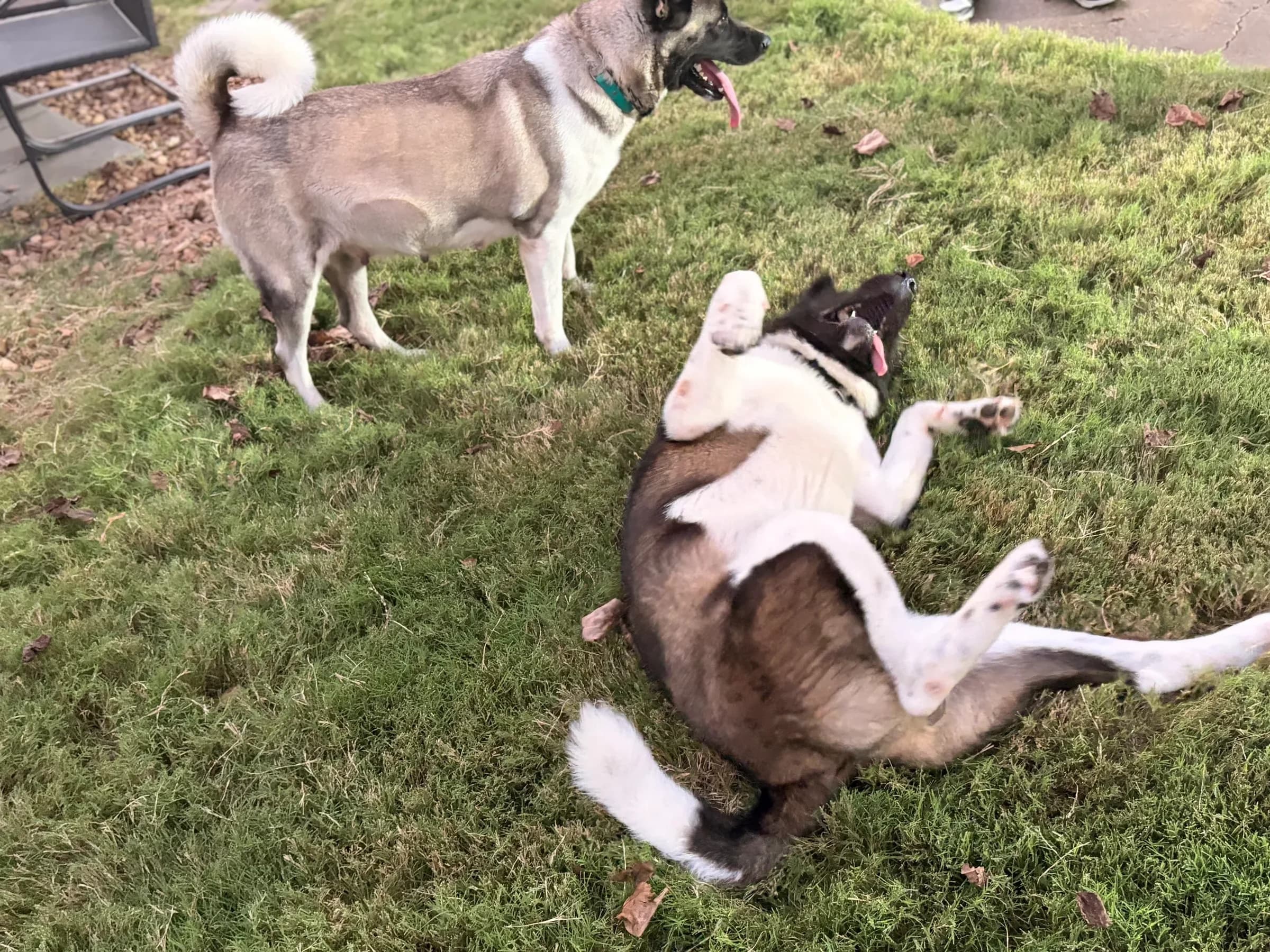 Two American Akitas playing in the yard