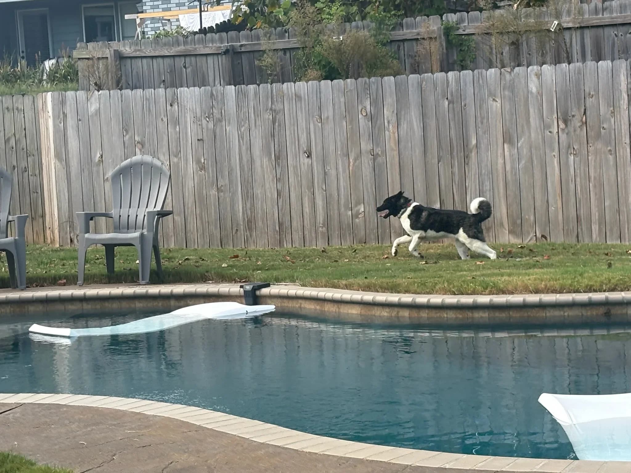 American Akita at Briwder Kennels